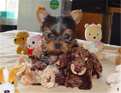 cuteteacupakcandukcvetshihuahuaandyorkies